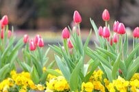【立春から始めるガーデニング計画】　春はもうすぐ！庭を「大人キュート」に彩るピンクの花4選