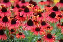 【夏の宿根草ガーデニング】西日と暑さに強い宿根草《手間いらずで毎夏花咲く》厳選4種