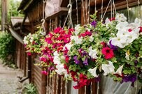 【ガーデニング】お気に入り植物は「挿し芽」で増やす！方法と挿し芽しやすい植物を紹介