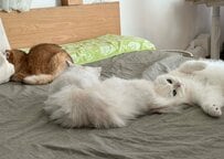 【猫たちのお昼寝】兄猫の頭をよく見ると…→枕にしているものを思わず二度見