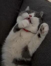 【ブサ顔も好きすぎる】可愛いウトウト顔から突然のブサ顔へ！ギャップが凄くて爆笑