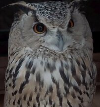 【開き直るフクロウ】いたずらがバレても何食わぬ顔をしている姿に笑いが止まらない！「何か問題でも？」