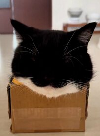 【発見】猫さんがなんと箱と一体化！海外ユーザーからも話題で2万3000いいね　何ともユニークな姿に癒される人続出