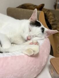 爆睡している猫ちゃんにごはんと声をかけると…？猫ちゃんの行動にSNSユーザーが爆笑