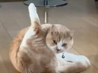 普段は「ドンくさい猫」が本領発揮　あまりにも俊敏な動きに「スイッチのオンとオフが極端だ」