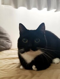 飼い主を見つめる元保護猫ちゃんの圧がすごい！ご飯をねだる食いしん坊な様子が可愛すぎる！