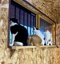 窓辺で整列して自宅警備する猫「セキュリティは僕らにゃんこにお任せ！」呼ばれて一斉に振り向く猫も壮観！