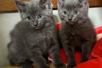 毛玉のようだった保護兄弟猫　2年後のグータッチ姿に感動と祝福