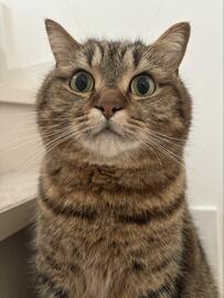 【悶絶】ドアップで見つめる猫ちゃんが可愛すぎて「ネコ吸いしたくなる」の声