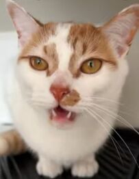  「かわいい」の詰め合わせをどうぞ　猫ちゃんが甘える姿にSNSユーザーがメロメロ