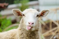 舌をしまい忘れた動物たちが悶絶級の可愛さ！「全日本舌しまい忘れ協会」のみなさん