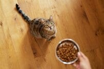 猫の「ごはんタイム」に強烈な違和感　「アクロバティックな食べ方」に思わず目を疑う
