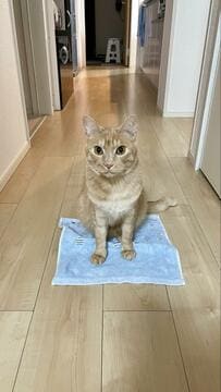 「ネコは人に試練を与える」人には厳しい動き→猫ちゃん大喜び！まさかの遊びに2万いいね