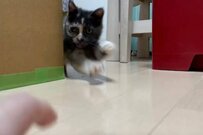 飼い主さん目掛けて突進する猫　急カーブやドリフトなど全力投球な姿が話題に