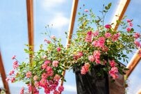 【ガーデニング】大切なミニバラを枯らさずに大きく育てる！季節ごとのお手入れポイント