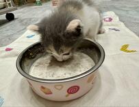 【癒し】ご飯を食べてお腹いっぱい！子猫ちゃんの満足そうな表情にコメント欄悶絶