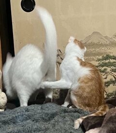 「まじで何してるの！？」猫達の“シュールな遊び”に笑ってしまう