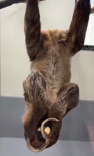 神戸市立王子動物園