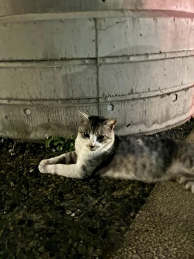翌日の猫ちゃんの様子