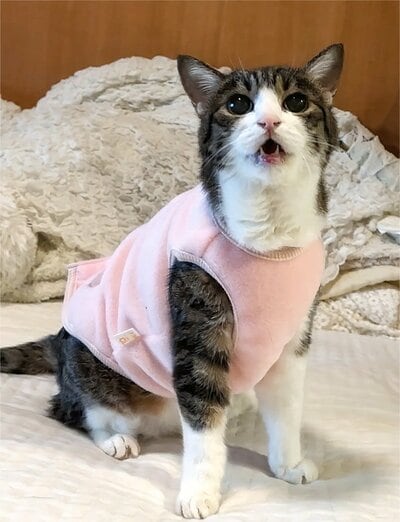 ずっとあどけない菊千代ちゃん