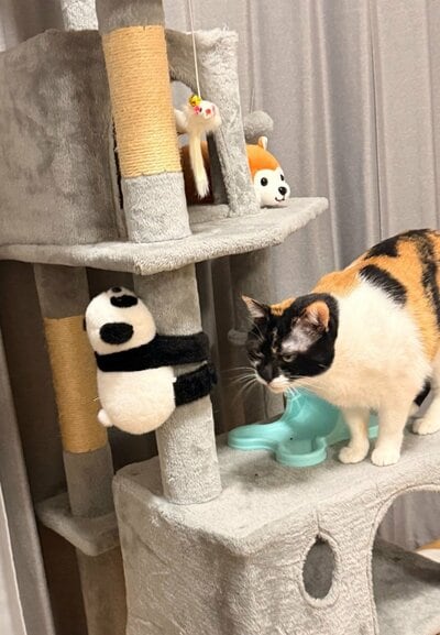 パンダのぬいぐるみにメンチを切る雷十太ちゃん