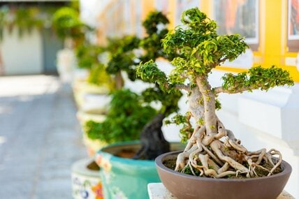 雪国・山形らしい「盆栽の飾り方」が反響　斬新なアイデアに「雪とこんなにマッチするとは」