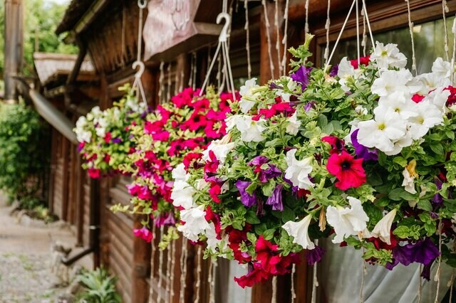 【ガーデニング】お気に入り植物は「挿し芽」で増やす！方法と挿し芽しやすい植物を紹介