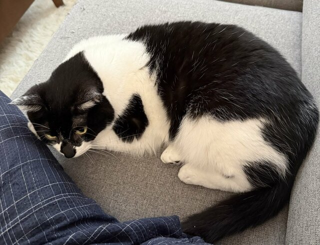 【となりで丸くなる猫】ほんのちょっと触れているだけなのに…動けなくなるひとときにほっこり