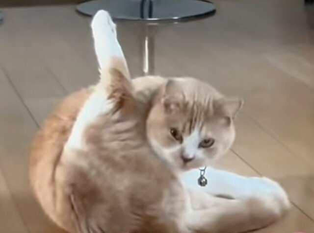普段は「ドンくさい猫」が本領発揮　あまりにも俊敏な動きに「スイッチのオンとオフが極端だ」