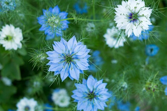 【ガーデニング】この春植えたい「オススメの多年草6選」可愛くて育てやすい！