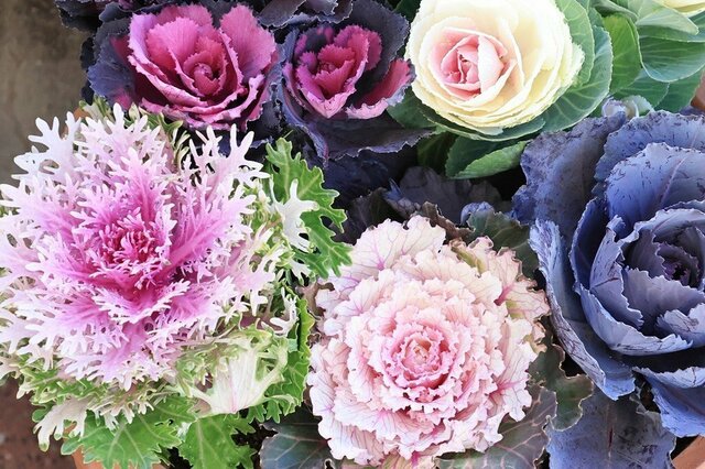 うちの冬庭に「植えてよかった」鮮やかで寒さに強い《冬の花》5選＆長く元気に咲かせる育て方