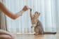 「声が出たw」猫じゃらしで遊ぶと→ガン無視する猫の“意外な表情”に笑ってしまう！