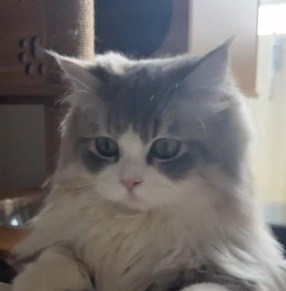 出所：＠rurudiary_