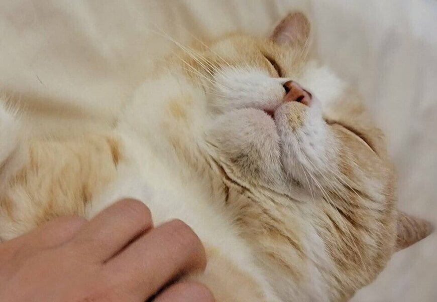 出所：@nekotansoku