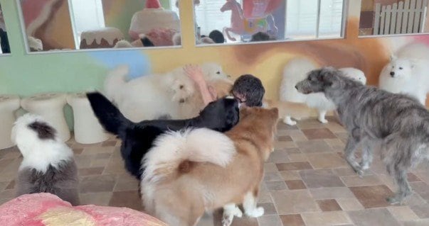 大喜びで迎える犬達