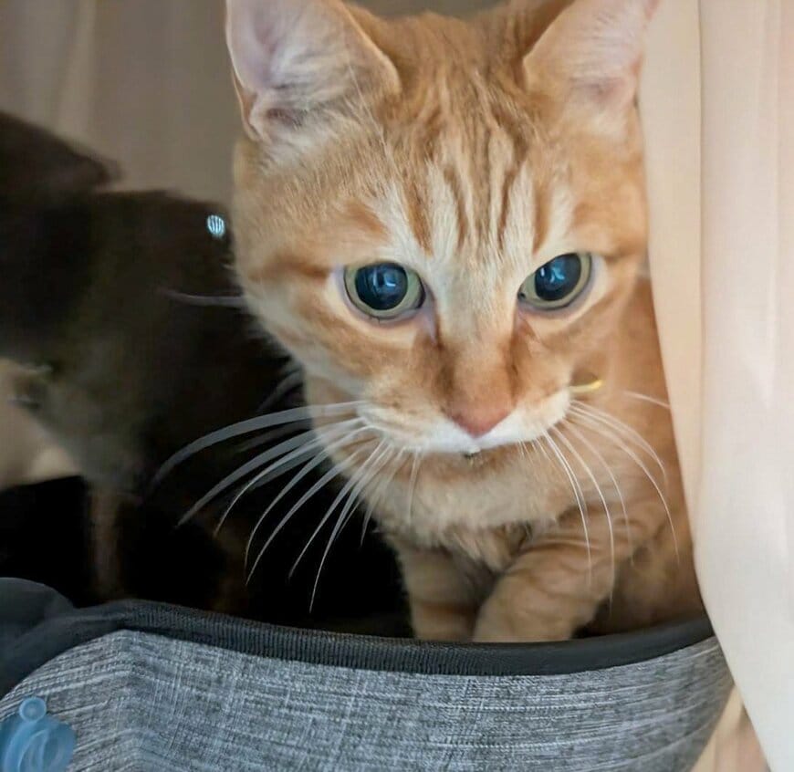 「ヒゲが全て前に向いて絶好調だね！」美猫が披露したまさかの「職人技」に称賛の声