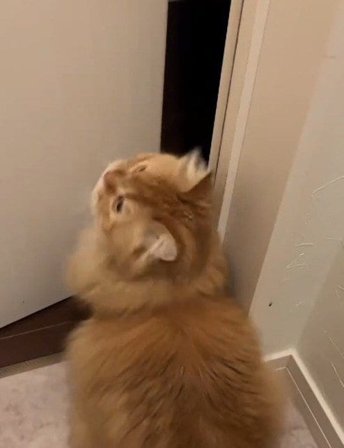 出所：＠cat.kinakomochi