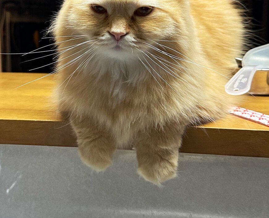 出所：@NEKOLAND13