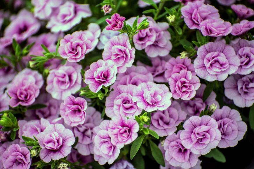 Christynat/shutterstock.com