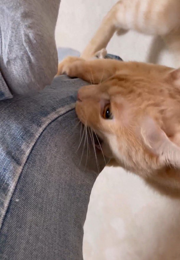 出所：＠Teagle_Noir