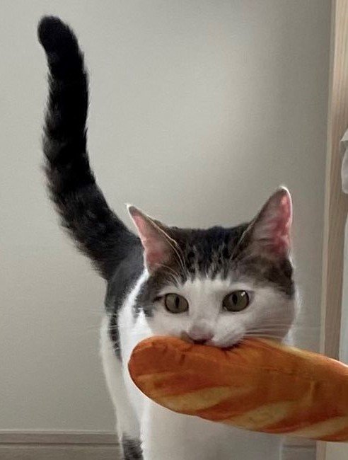 出所：@Saeroyi_cat