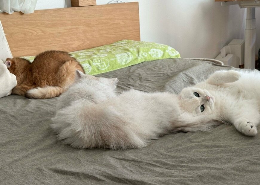 【猫たちのお昼寝】兄猫の頭をよく見ると…→枕にしているものを思わず二度見