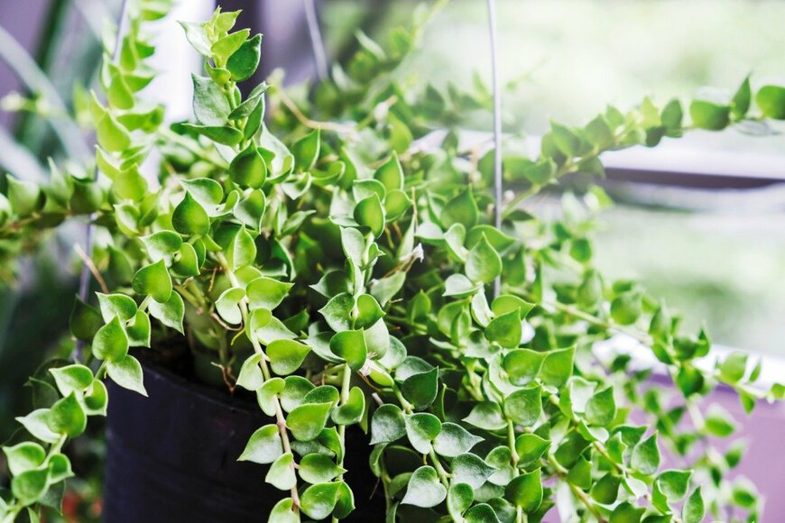 FeelPic/istockphoto.com