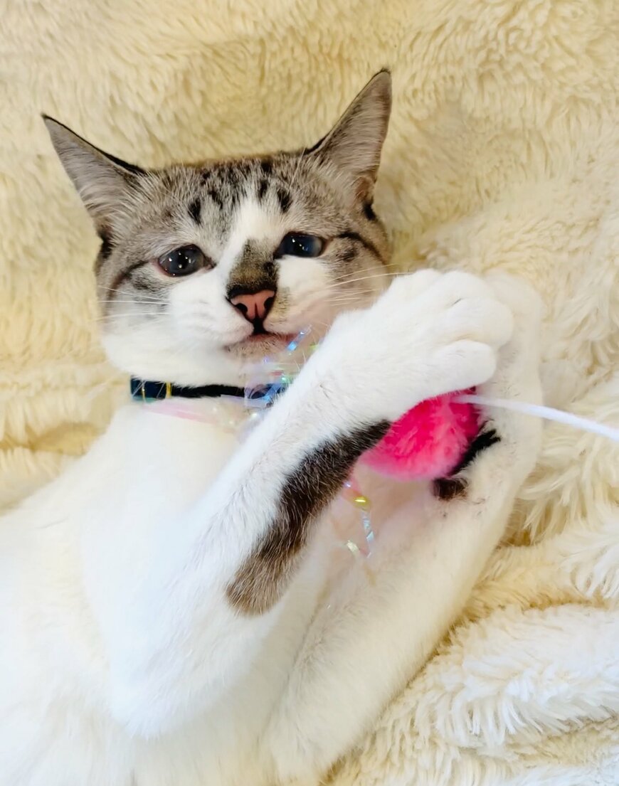 出所：@piennekomint