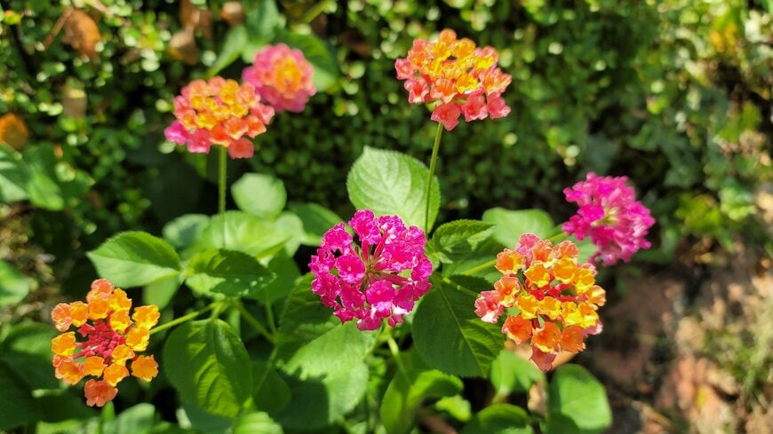 「植えてよかった夏の花！」猛暑に負けず咲き続ける〈スーパーランタナ〉暑いシーズンに手間が少ないローメンテも魅力