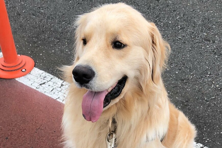 「何もいないのに」お寺の方をずっと見てしまう可愛い犬がTwitterで話題に「何が見えているの？」