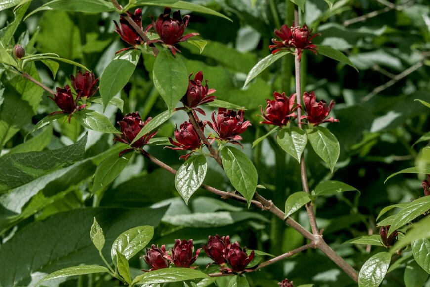 Nick Pecker/shutterstock.com