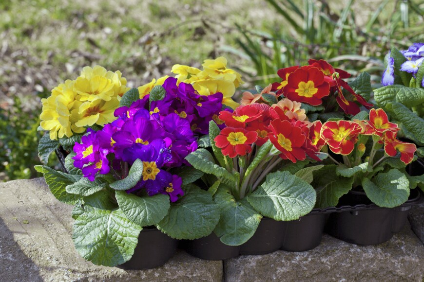 Dirk Ott/shutterstock.com