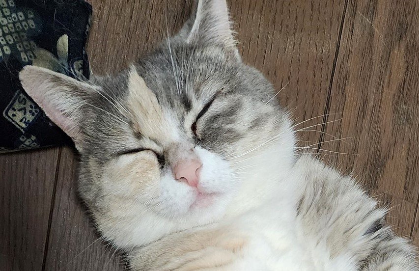 出所：@tokyonyanko0731