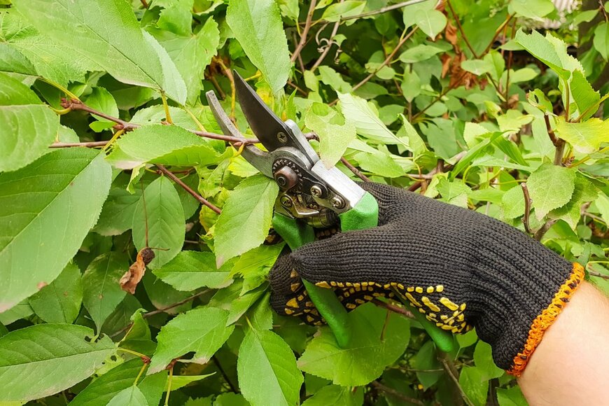 TanyaLovus/shutterstock.com